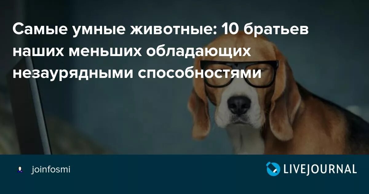 Представление ученые начинают звери умные