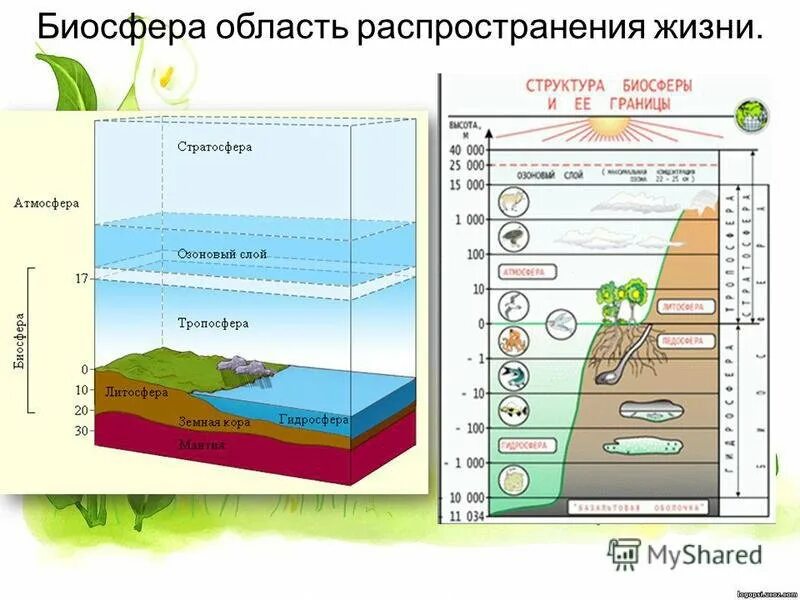 Живая оболочка земли где существует жизнь. Биосфера это область распространения жизни на земле. Границы биосферы 9 класс биология. Биосфера оболочка земли. Биосфера Живая оболочка земли таблица 6 класс география.