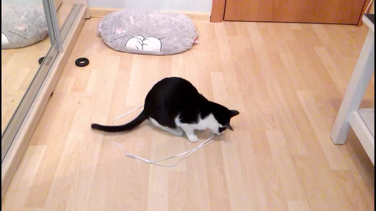 Как поймать кошку которая не дается