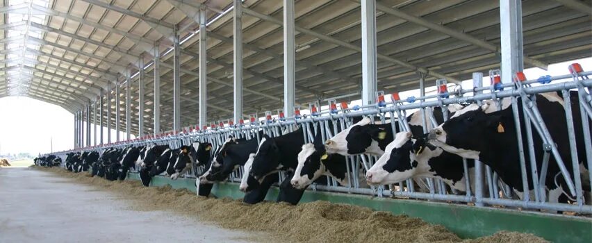 животноводческий комплекс в воронежской области. коровник на 30 коров. должности на животноводческой ферме. ферма коровник телятник. молоко коровы ферма.