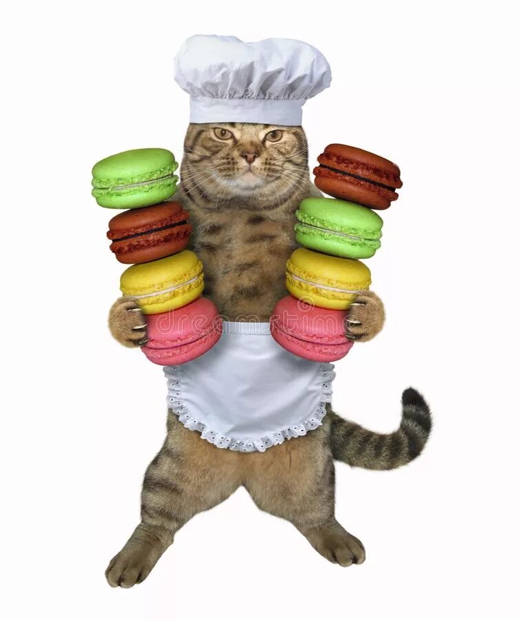 Cat cook. Кот в поварском колпаке. Кот в поварском колпаке Мем. Кот держит корзинку. Кот повар.