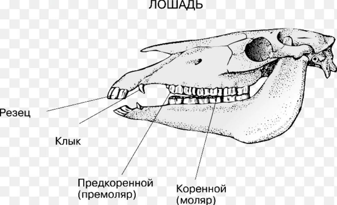 Какую особенность имеют резцы у грызунов. Строение зубов непарнокопытных. Строение зубов жвачных животных. Зубная система отряд парнокопытные. Череп лошади зубная формула.