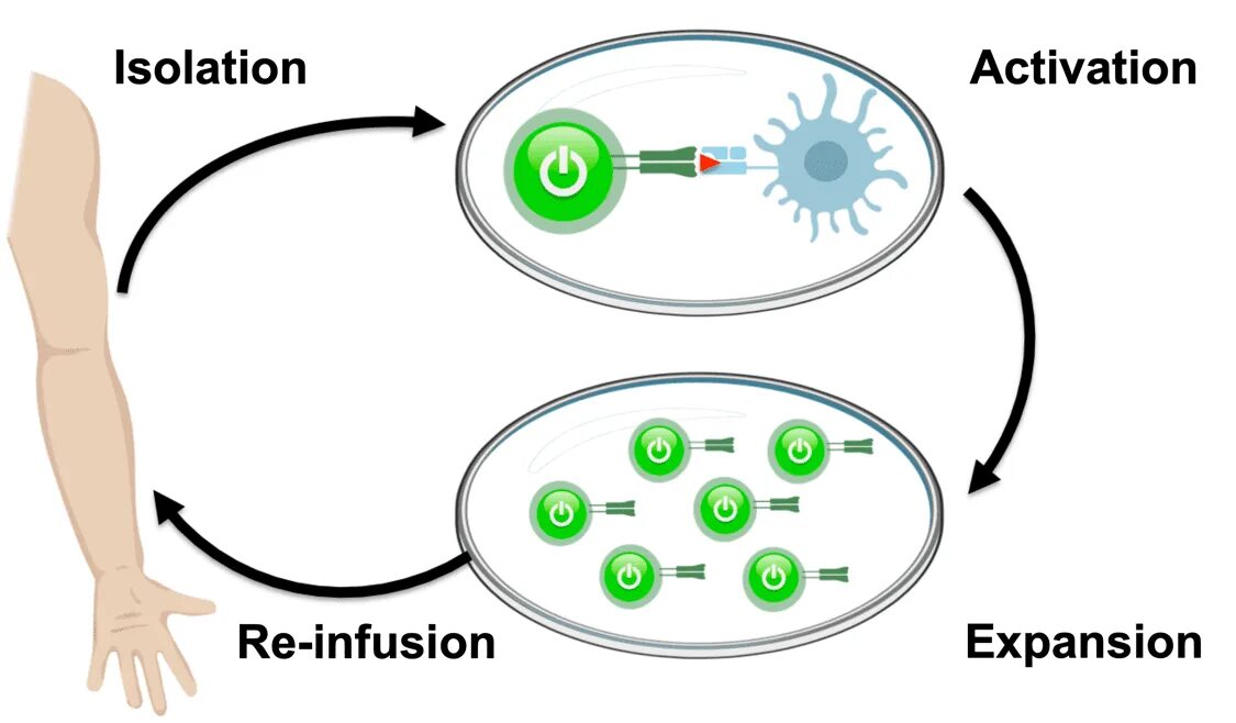 Transfer cell. Cell therapy. cell therapy msc examples. cancer therapeutics market size.
