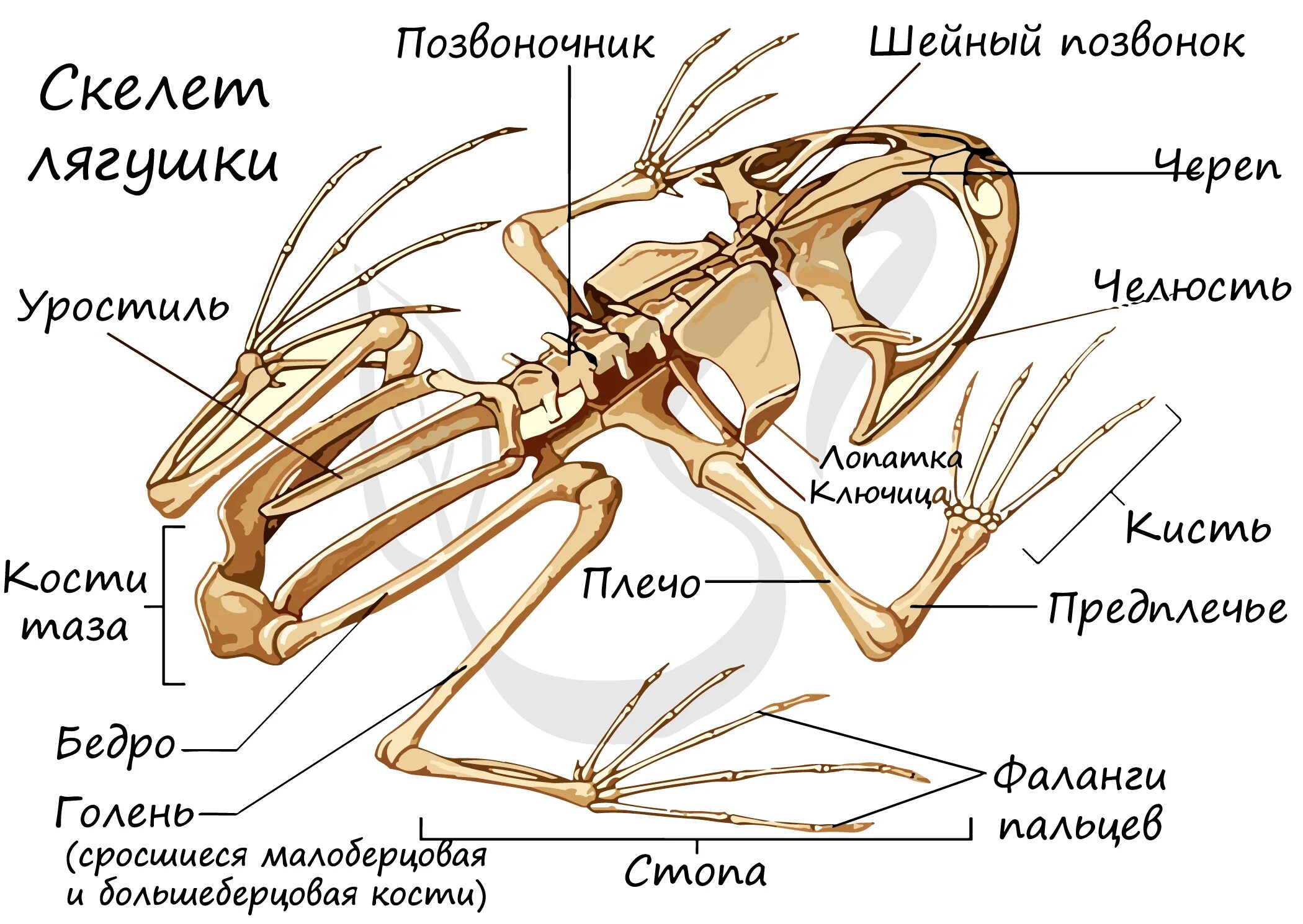 7 класс скелет. Отделы скелета лягушки позвоночник. строение скелета лягушки биология. строение костей лягушки. костное строение лягушки.