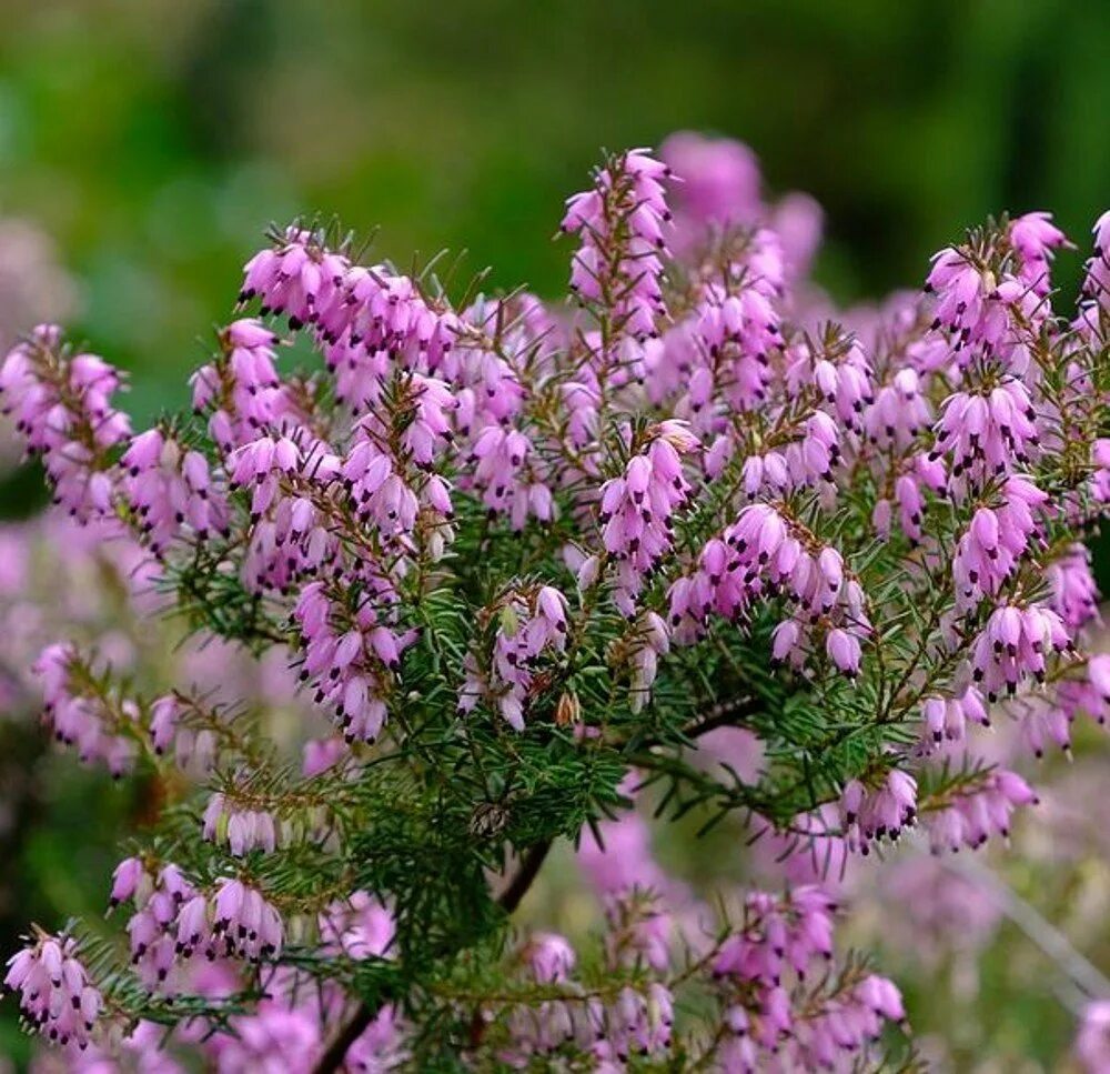 Вереск обыкновенный. Вереск обыкновенный (Calluna vulgaris). Вереск Аннемария.