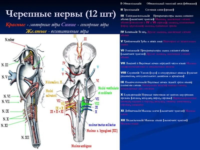 Рефлексы черепных нервов. Функции ядер черепно мозговых нервов. ядра 1 черепного нерва. локализация ядер черепных нервов. пары черепно мозговых нервов анатомия.