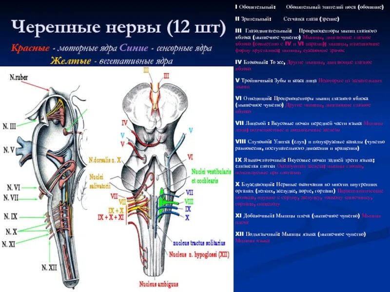 11 черепной нерв. Функции ядер черепно мозговых нервов. Пары черепно мозговых нервов анатомия. 12 Пар черепных нервов ядра. Ядра 12 пары черепных нервов.