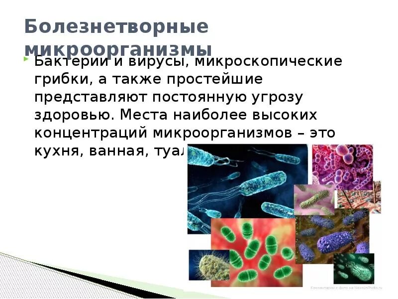 Роль болезнетворных бактерий. Болезнетворные простейшие. Болезнетворные бактерии. Болезнетворные бактерии названия. Болезнетворные микробы.