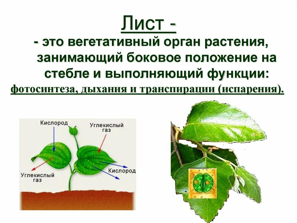 Дайте определение листу