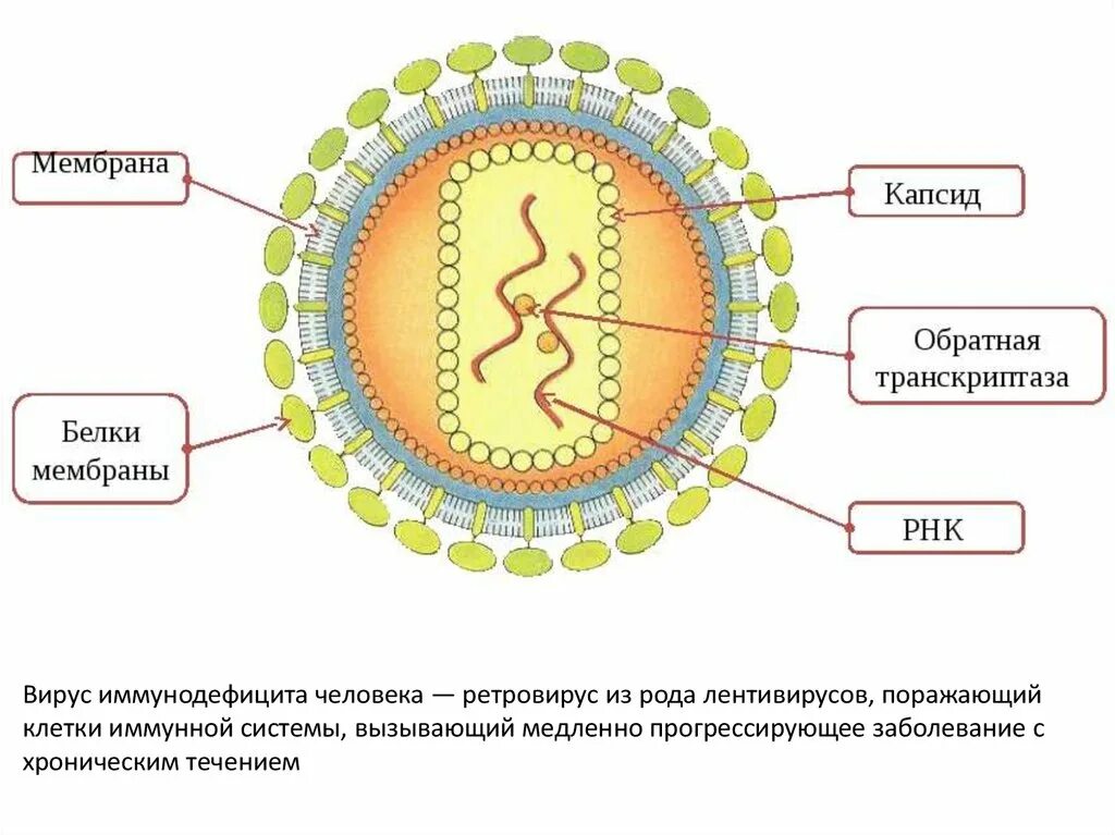 Вирус спида название. Строение ВИЧ вируса схема. Схема строения вириона ВИЧ. ВИЧ структура вириона. Схема строения вируса иммунодефицита человека.