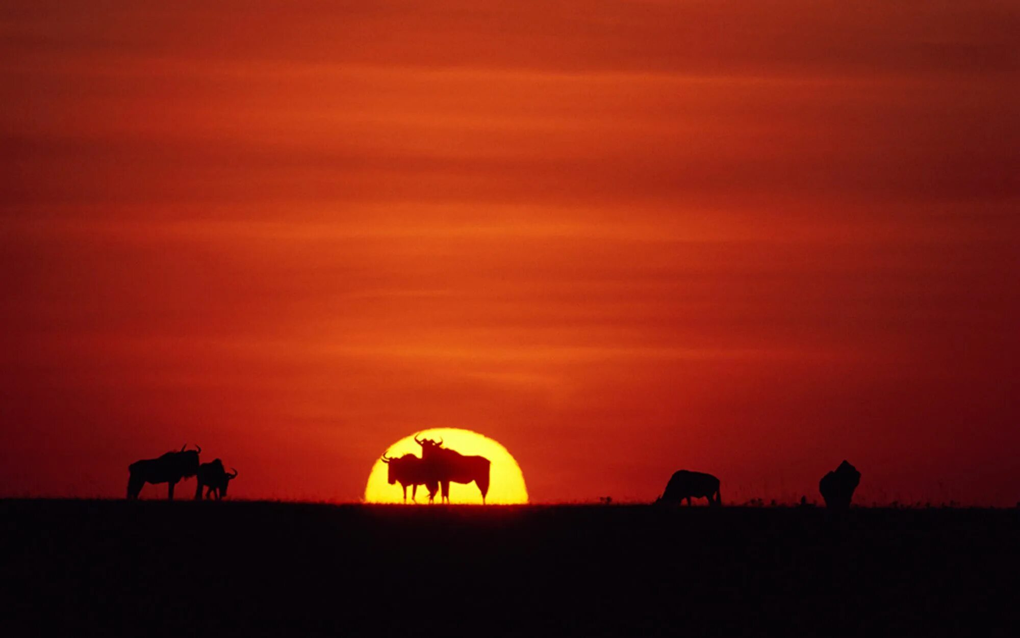Каждое утро в африке. Додома Танзания. Закат в саванне. Животные Серенгети закат. Небо над Танзанией.