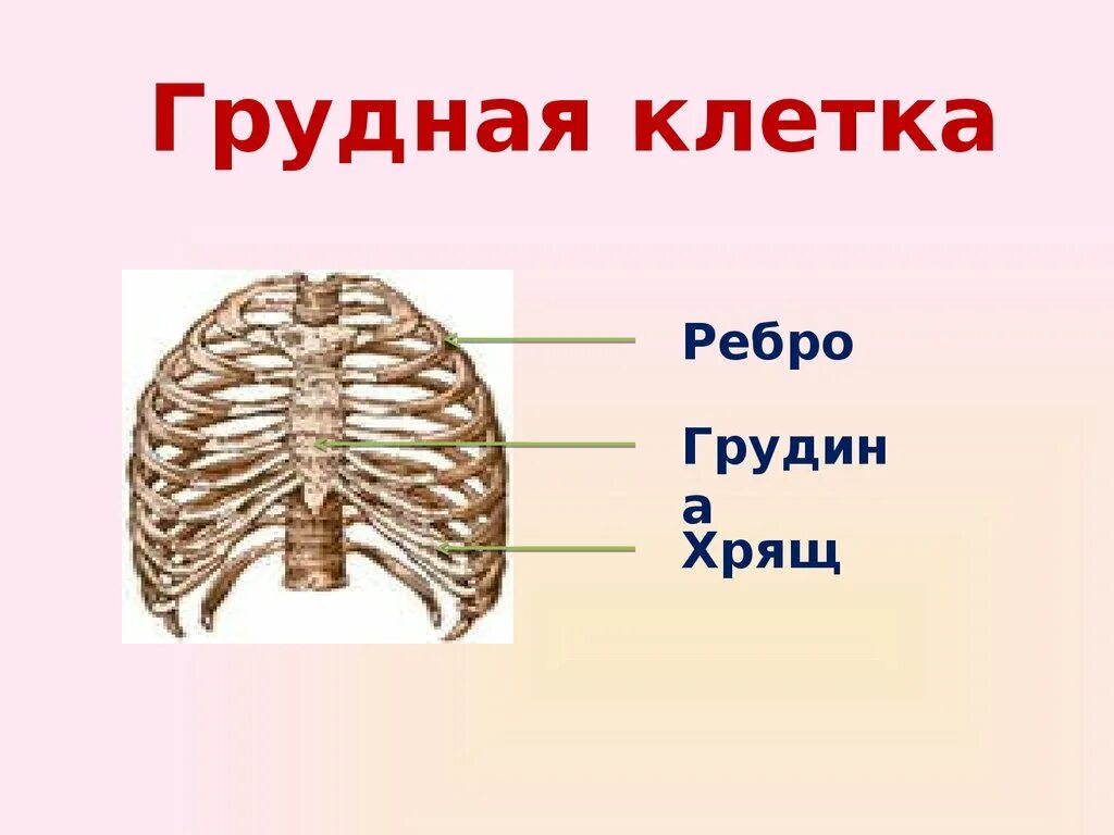 Скелет грудной клетки Грудина. Грудина скелет строение. Строение скелета грудной клетки. Строение скелета грудины человека.