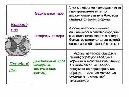 Аксон серое вещество