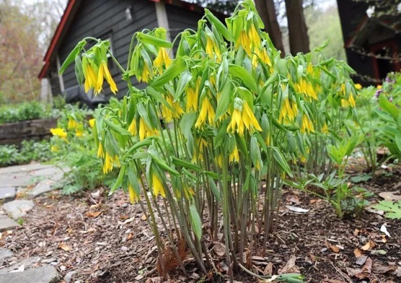 Увулярия грандифлора. Увулярия крупноцветковая grandiflora. Увулярия крупноцветковая Паллида.