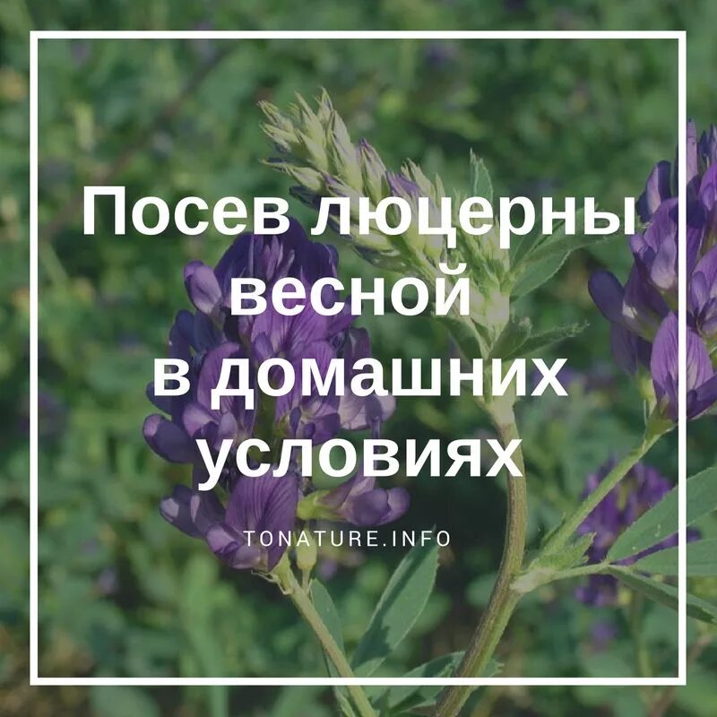 Как посеять люцерну вручную в домашних. Посадка люцерны. Как посеять люцерну. Как выращивать люцерну. Посев люцерны весной.