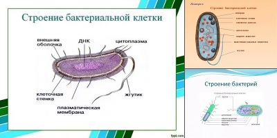 строение клетки бактерии 6 класс