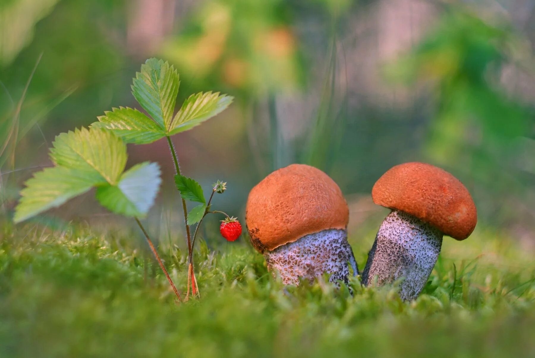 Подосиновик осенний. Осень грибы. Грибочки в лесу. Грибы в лесу летом. Грибочки стоят