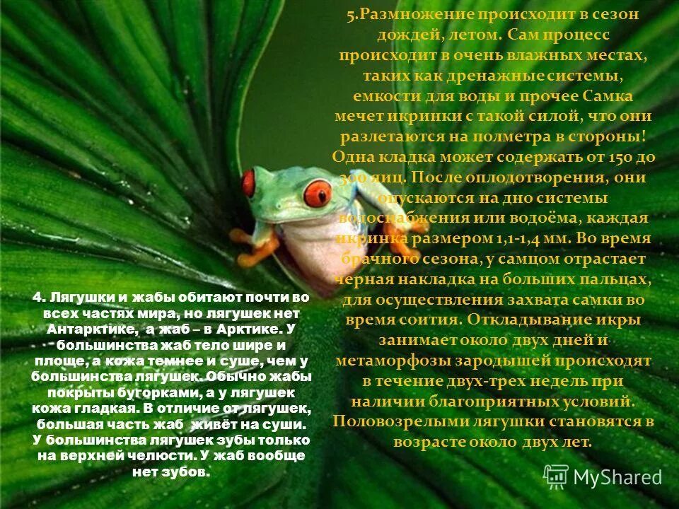 какую пользу приносят лягушки. чем полезна жаба. жабы приносят пользу. интересные факты о лягушках для детей. чем полезна жаба в природе.