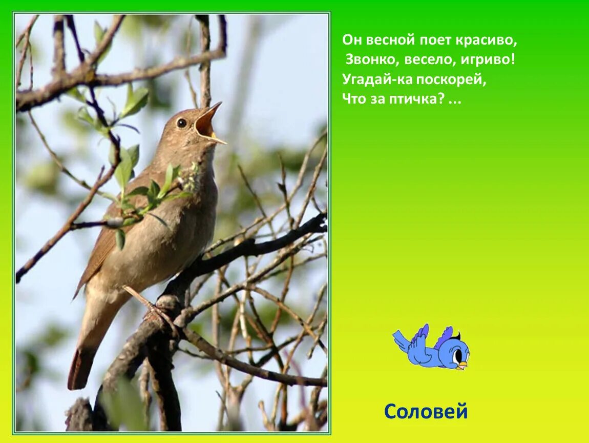 Соловей описание. После какого праздника прекращают петь соловьи. После какого праздника прекращают петь соловьи. Соловей. Когда поет соловей и почему.