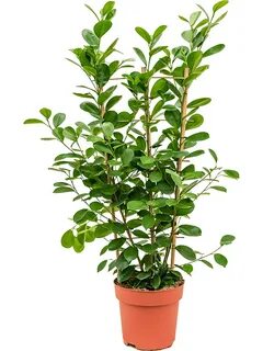 Фикус мокламе