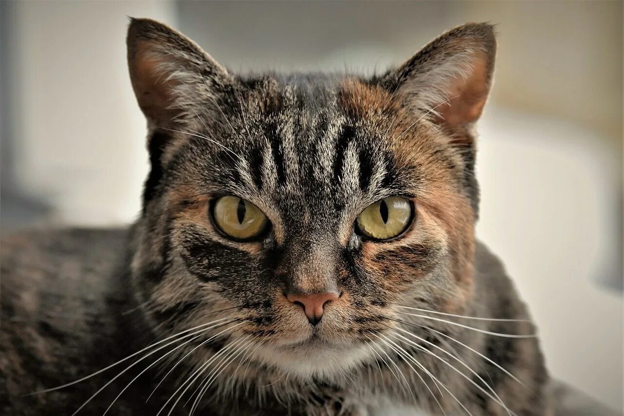 Морда кота. Морда кота. Картинки лица кошек. Лицо кота. Лицо кота крупным планом.