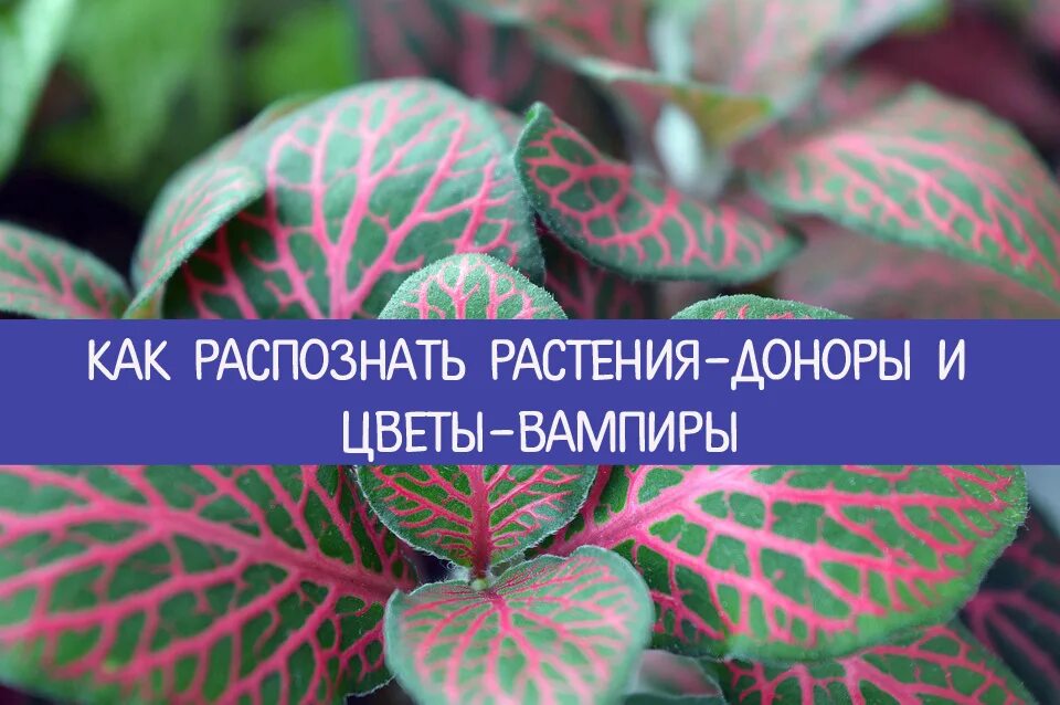 Растения доноры. Растения доноры и вампиры. Комнатные растения вампиры. Комнатные растения доноры. Цветы вампиры и доноры комнатные.