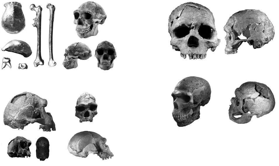 Форма черепа питекантропа. Череп питекантропа. Синантроп (питекантроп) череп. Череп питекантропа. Череп питекантропа.