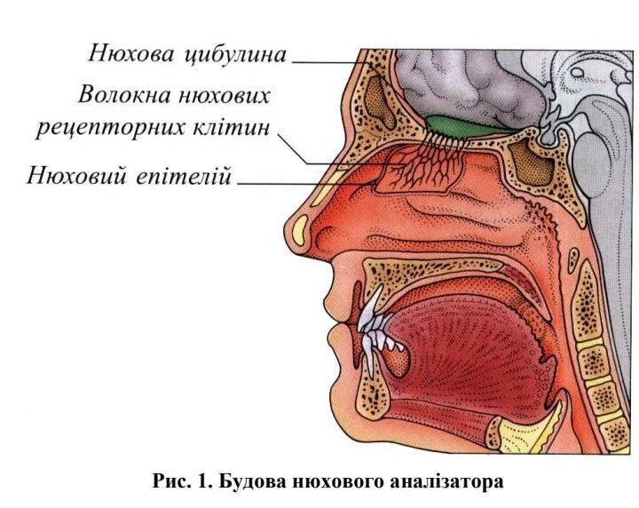 Исследование обонятельной функции. Обонятельный анализатор строение. Строение обонятельного анализатора картинка. Обонятельный анализатор нос. Обонятельная сенсорная система человека.