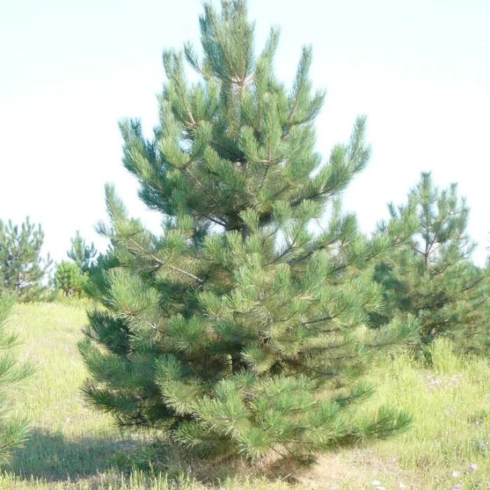 Сосна обыкновенная экстра. Pinus sylvestris сосна лесная. Кедр на участке. Сосна 15. Сосна веймутова.