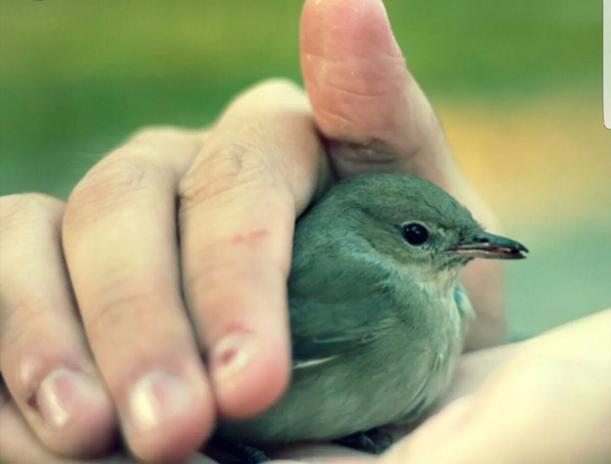 Птица на ладони. Птица на пальце. Птицы ладошками. Птичка на руке.