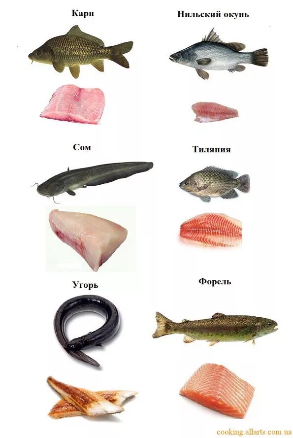 Морская рыба это какая. Морская рыба названия. Рыба съедобная. Морская рыба названия для еды. Сорта морской рыбы.
