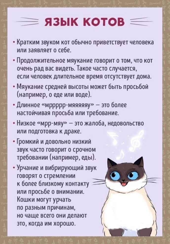 Кот говорит есть. Кошачий язык учить. поведение кота. как понять язык кошек. выучить язык кошек.