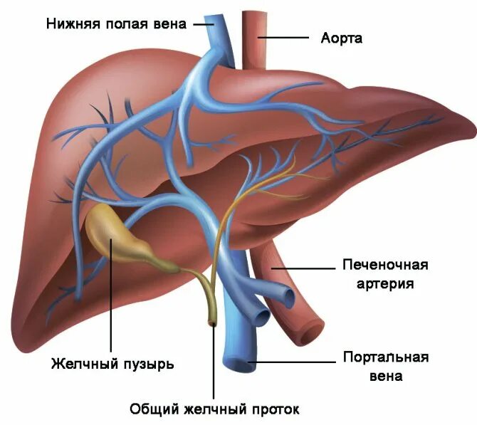 Печень расширены вены. Кровоснабжение печени воротная Вена. Система воротной вены анатомия. Воротная Вена печени анатомия. Кровоснабжение печени система воротной вены анатомия.