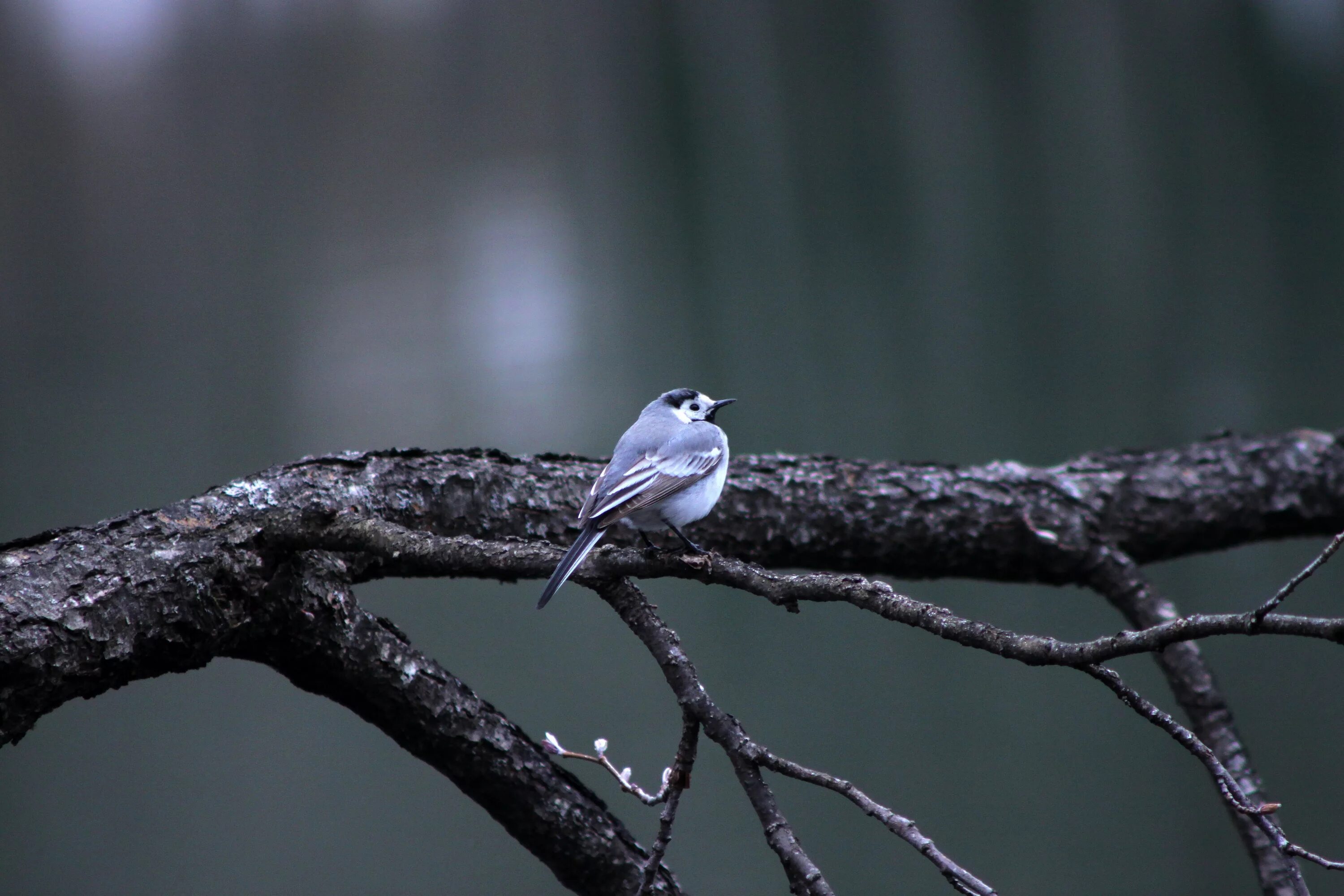 Cold bird. Птицы Макросъемка. Природа птички. Pixabay птица на ветке. Расцвет птицы серый и белый.