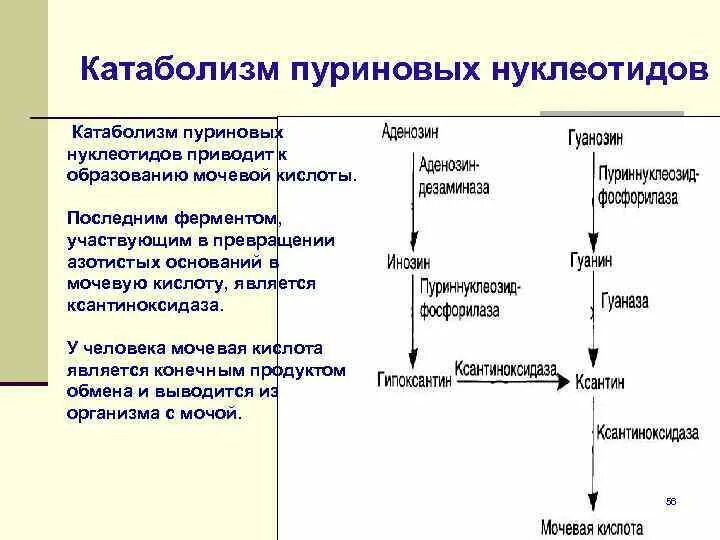 При расщеплении нуклеиновых кислот образуется. Схема образования мочевой кислоты ферменты. схема синтеза мочевой кислоты. схема катаболизма пиримидиновых нуклеотидов.