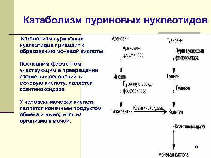 Катаболизм пуриновых нуклеотидов. Продукты катаболизма пиримидиновых нуклеотидов. Схема катаболизма пиримидиновых нуклеотидов. Катаболизм мочевой кислоты.