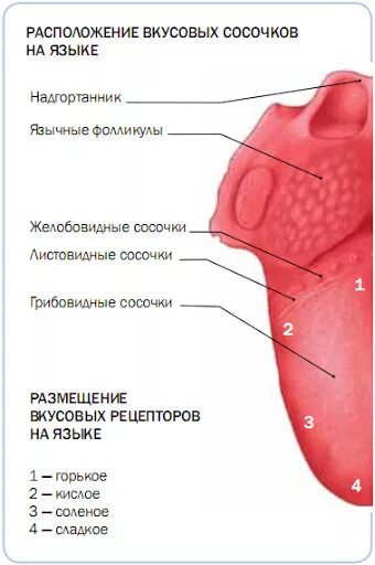 Как выглядит рак языка сбоку Рак языка: симптомы и признаки онкологии языка на начальной стадии, рак корня яз