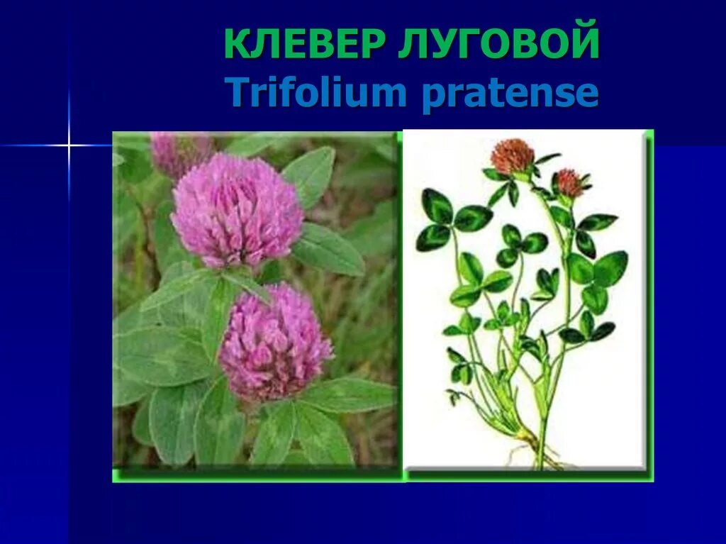 Черты различия клевера лугового и ползучего. Клевер Луговой царство. Жилкование листьев у клевера Лугового. Клевер Луговой и Клевер ползучий. Побег клевера Лугового.