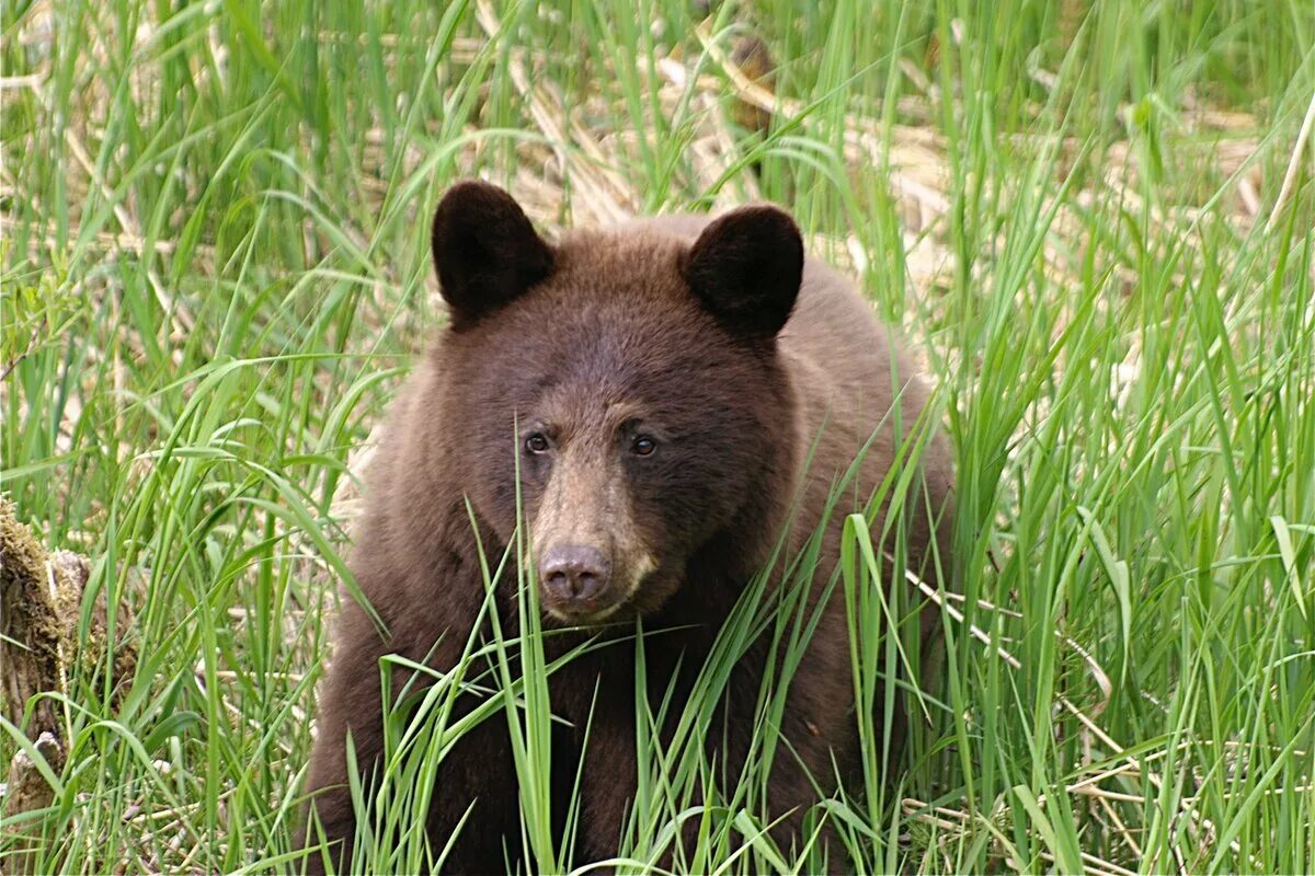 Любимцев медведь. Пасвик фото лето животных. Ursus americanus. Медведь и комар. Лицо медведя для детей.