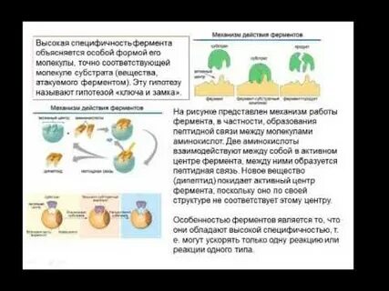 Гормоны в отличие от ферментов
