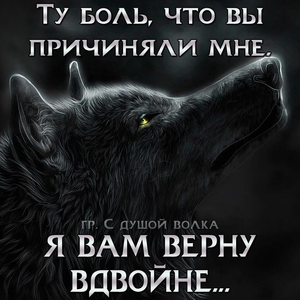 Про жизнь волков. Цитаты Волков. Цитаты волка. Высказывания о волках. Одинокий волк цитаты.