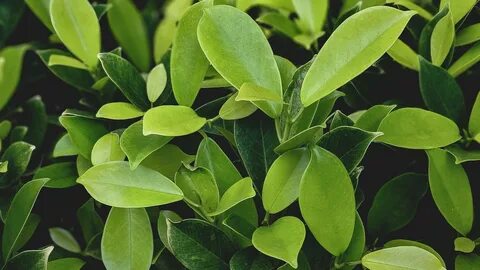 Living leaf