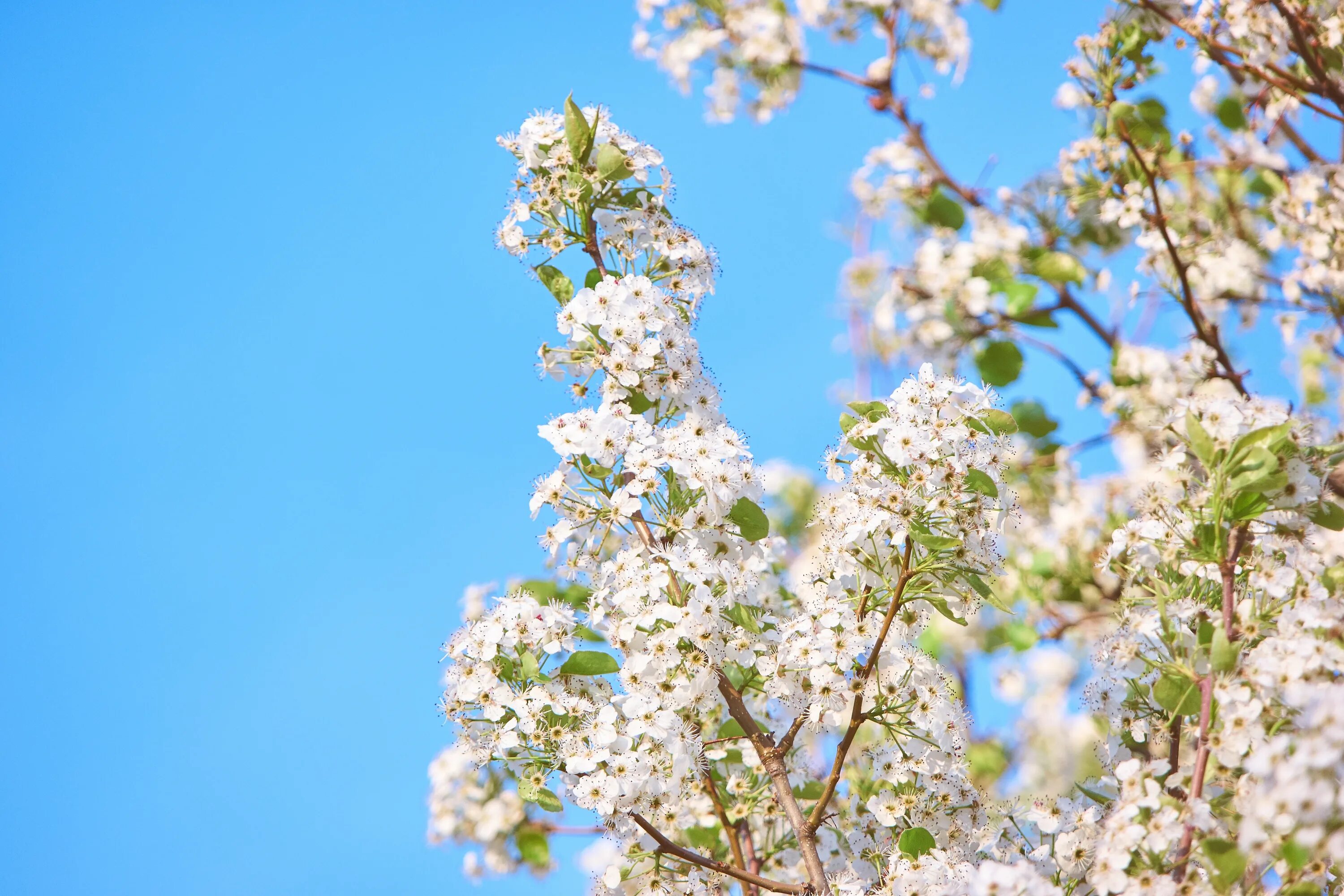 Белая цветет в мае. Яблони в цвету. Цветущее дерево. Весеннее цветение.. Цветущие деревья весной.