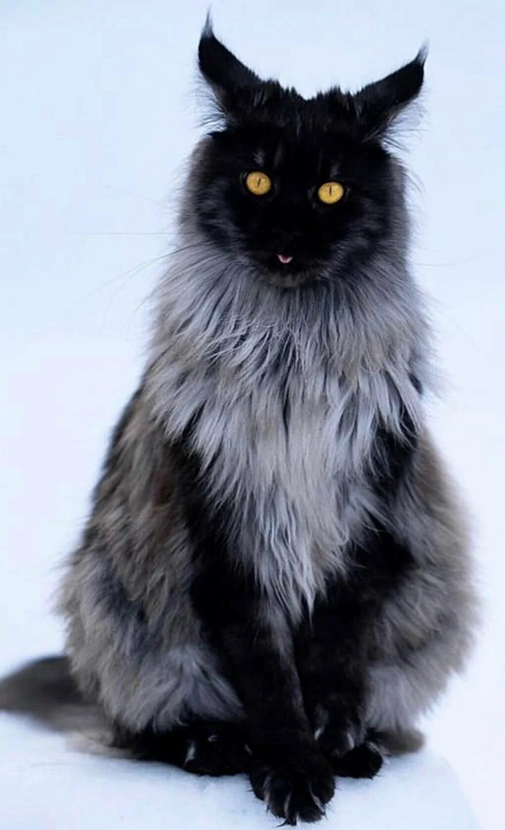 Мейн кун и Норвежская Лесная. Норвежский Лесной кот биколор. Мейн кун и Лесная кошка. Черная кошка Мейн кун. Породы длинных котов