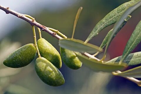 Olea europaea fruit extract