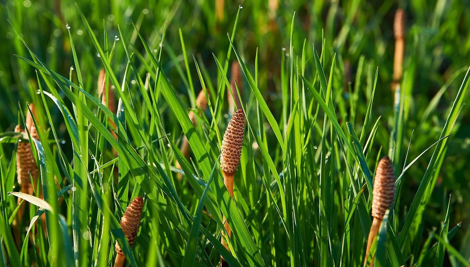 Что такое хвощ. Хвощ полевой (equisetum arvense). хвощ полевой equisetum arvense l.. хвощ полевой луговой лесной. стробил хвоща.