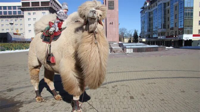 в городе ставрополь верблюд. зоопарк ставрополь. в городе ставрополь верблюд. ставропольский верблюд. верблюд в доме.
