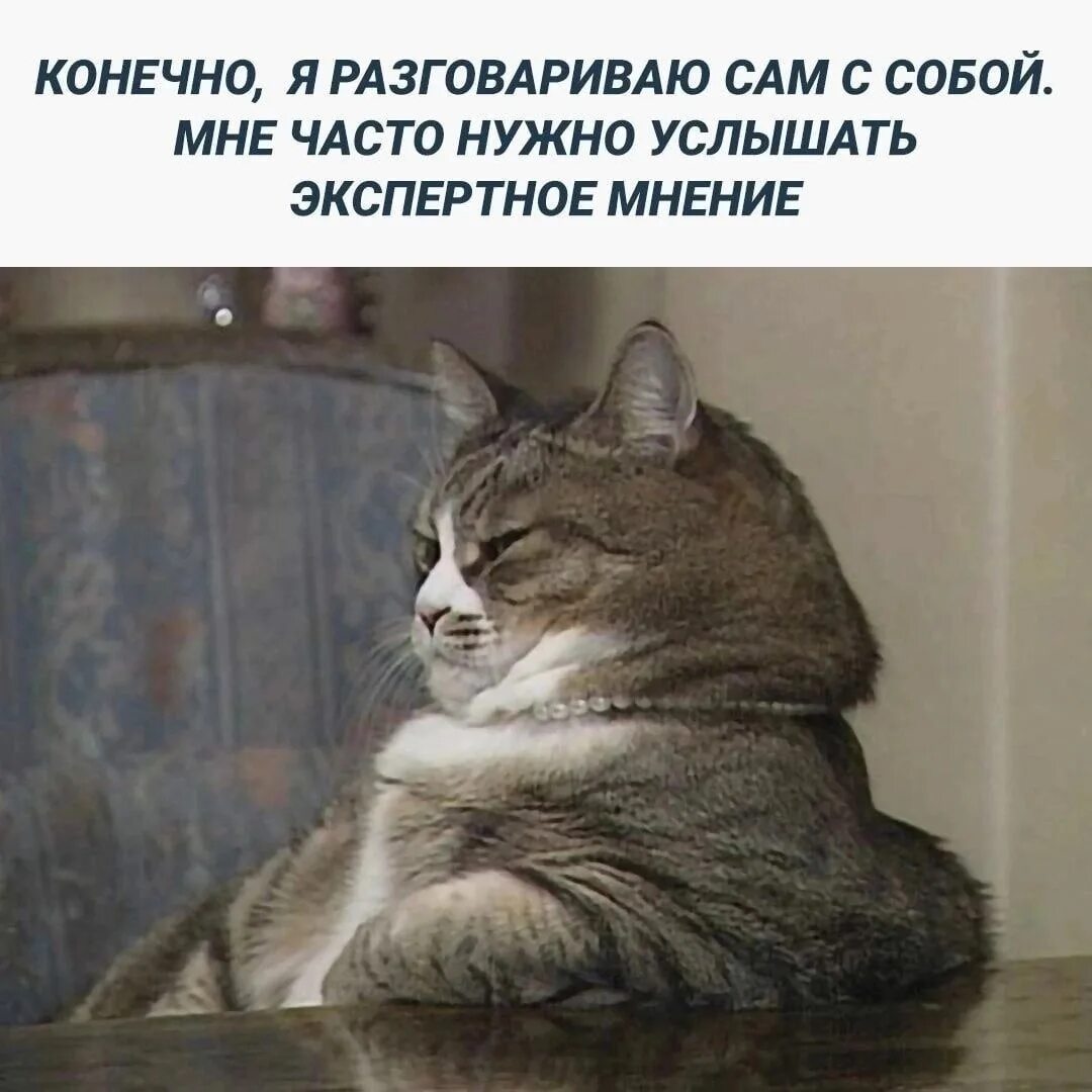 Продолжай что нибудь. Продолжай я заинтригован. продолжай я заинтригован кот. продолжай я заинтригован мем. важный кот.