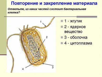 Биология строение клетки бактерий