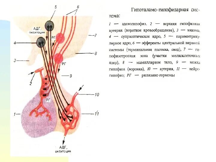 Гипофиза гипоталамо гипофизарная система. Железы гипоталамо-гипофизарной системы. Гипоталамо-гипофизарная система таблица. Механизм обратной связи гипоталамо гипофизарной системы. Строение гипоталамо-гипофизарной системы физиология.